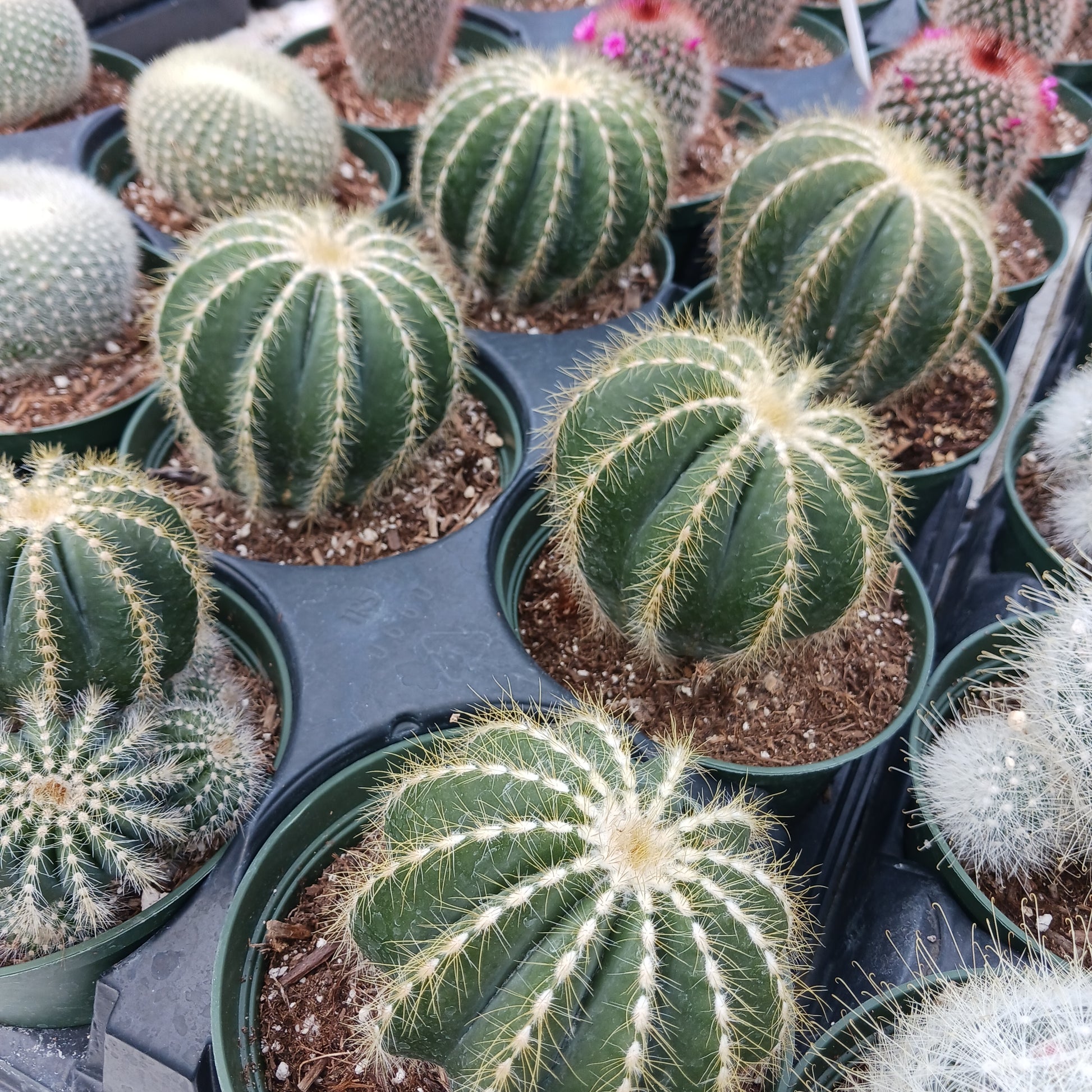 Parodia magnifica