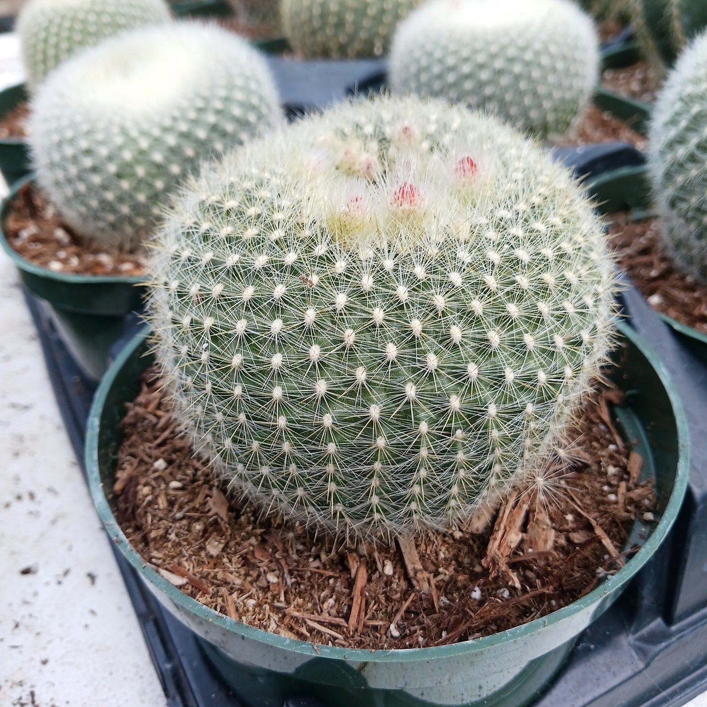Parodia haselbergii