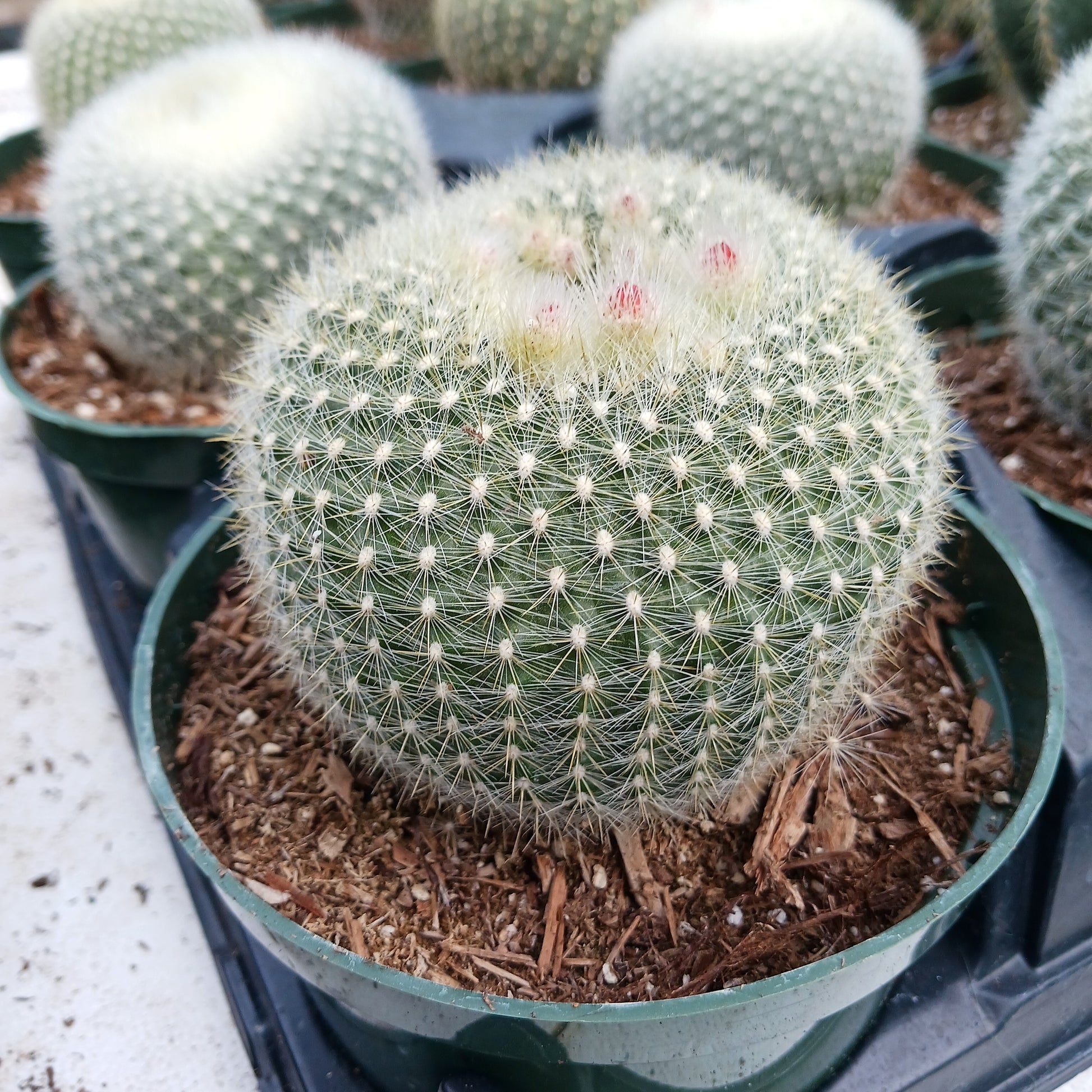 Parodia haselbergii