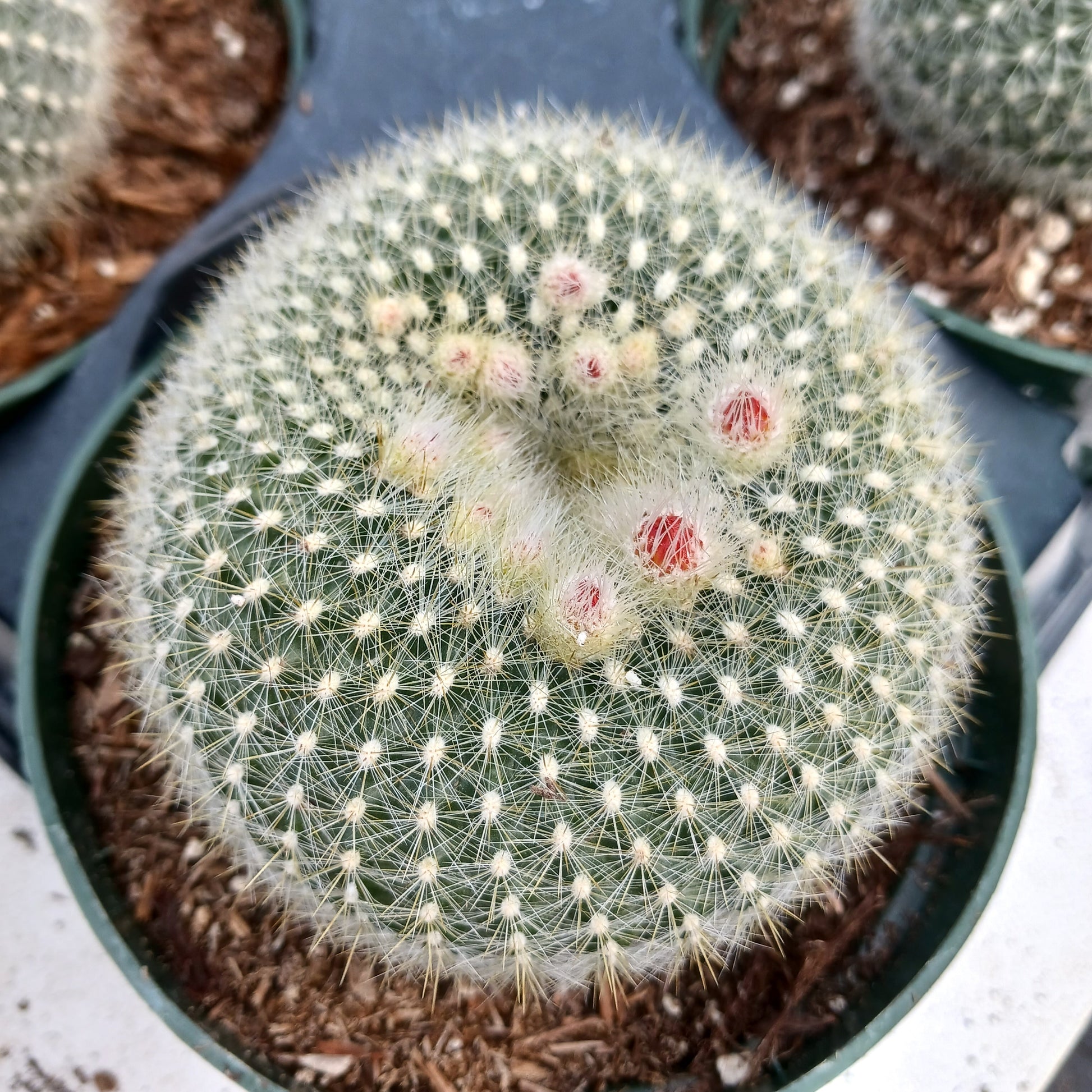 Parodia haselbergii
