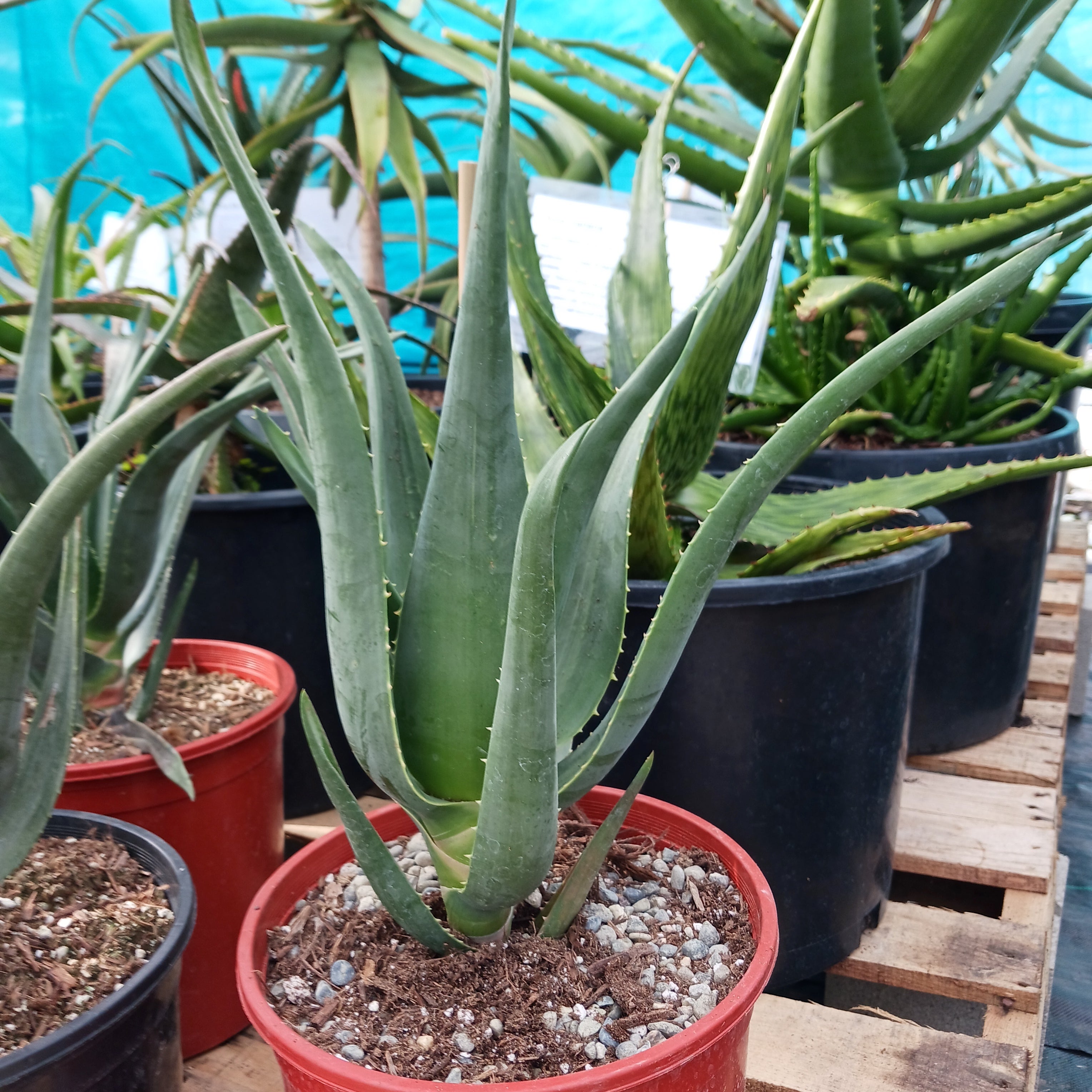 Aloe Hercules. Full Sun Aloe Tree. 1 cheapest gallon nursery pot container