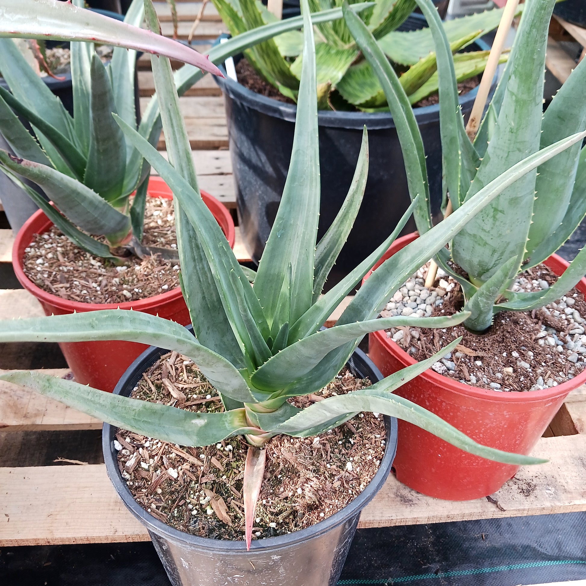 Aloe Hercules - 2ga