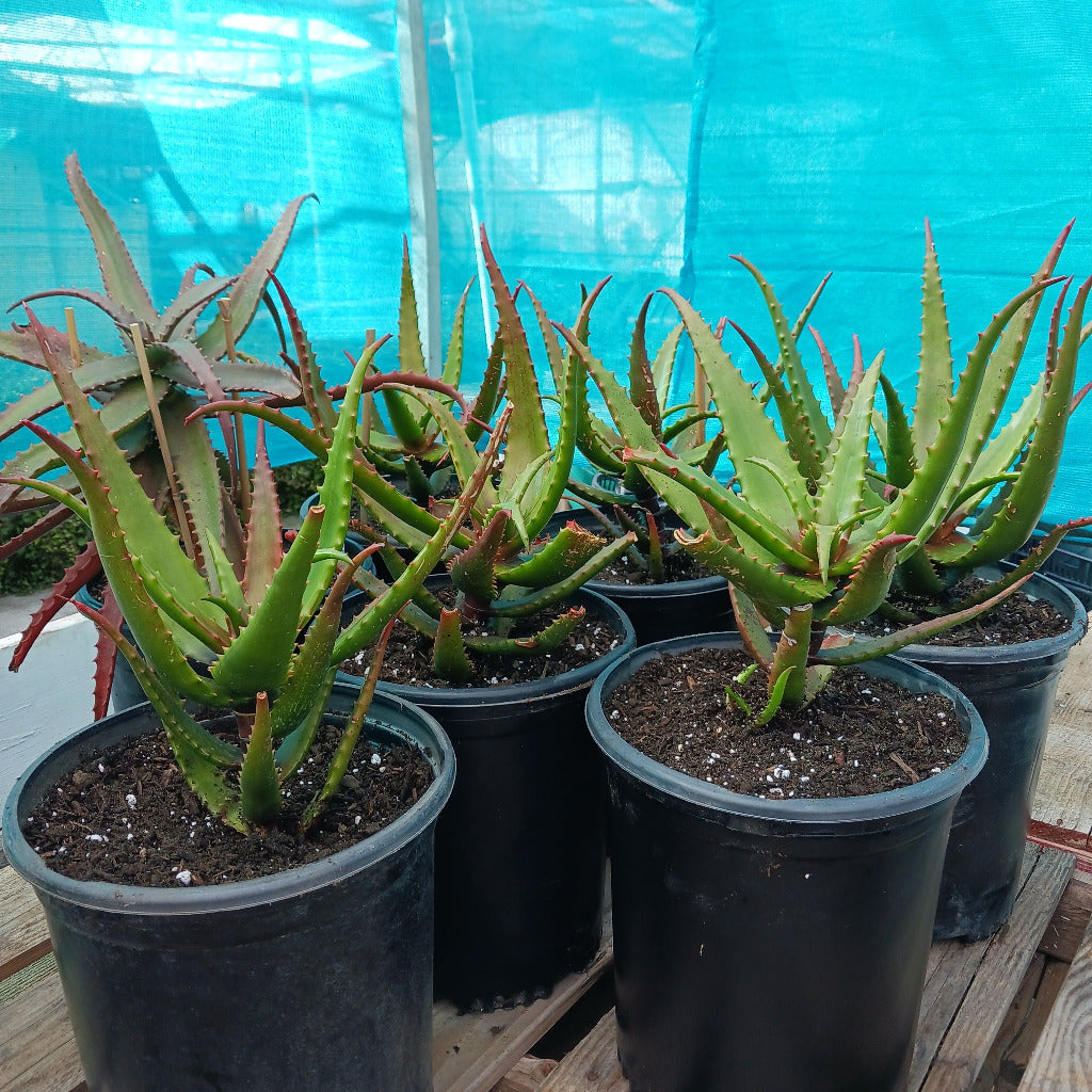 aloe cameronii in 5ga nursery containers