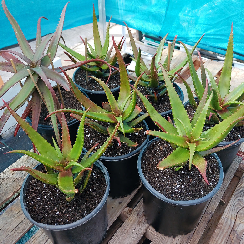 top view of aloe cameronii in 5ga nursery containers