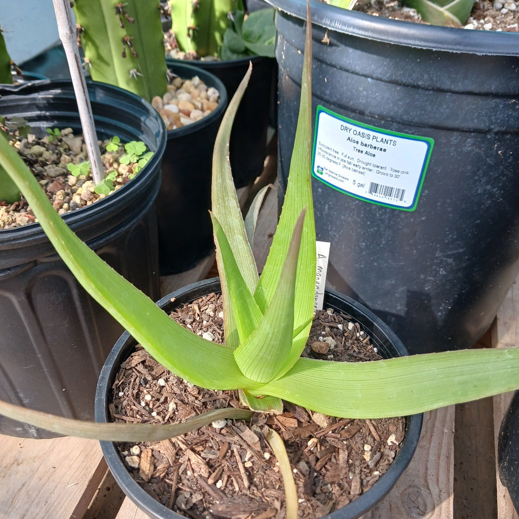 Aloe manandonae