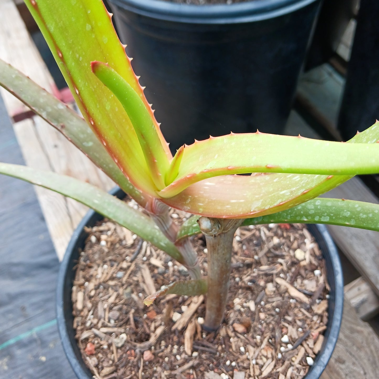 top view of a young Aloe decurva