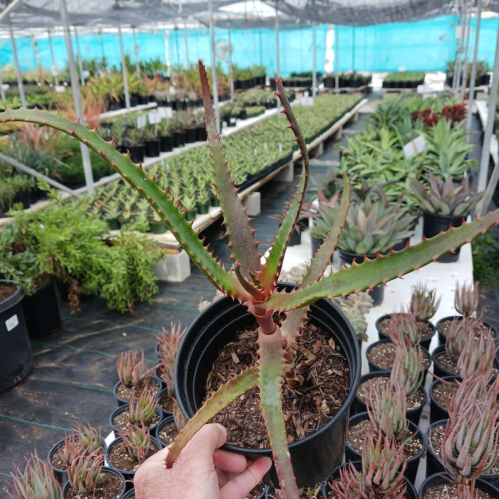 Aloe africana in 1ga nursery pot