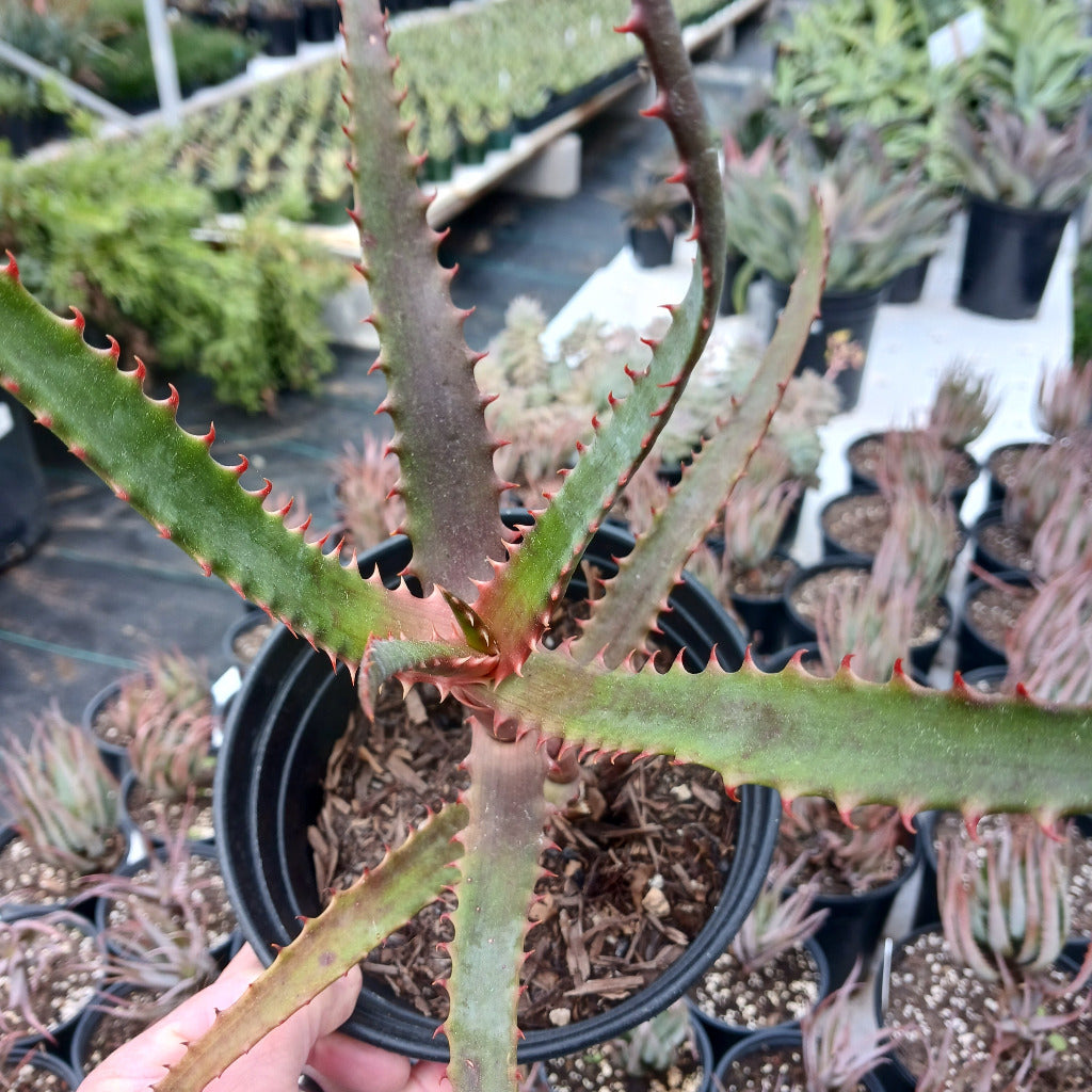 Aloe africana in 1ga nursery pot