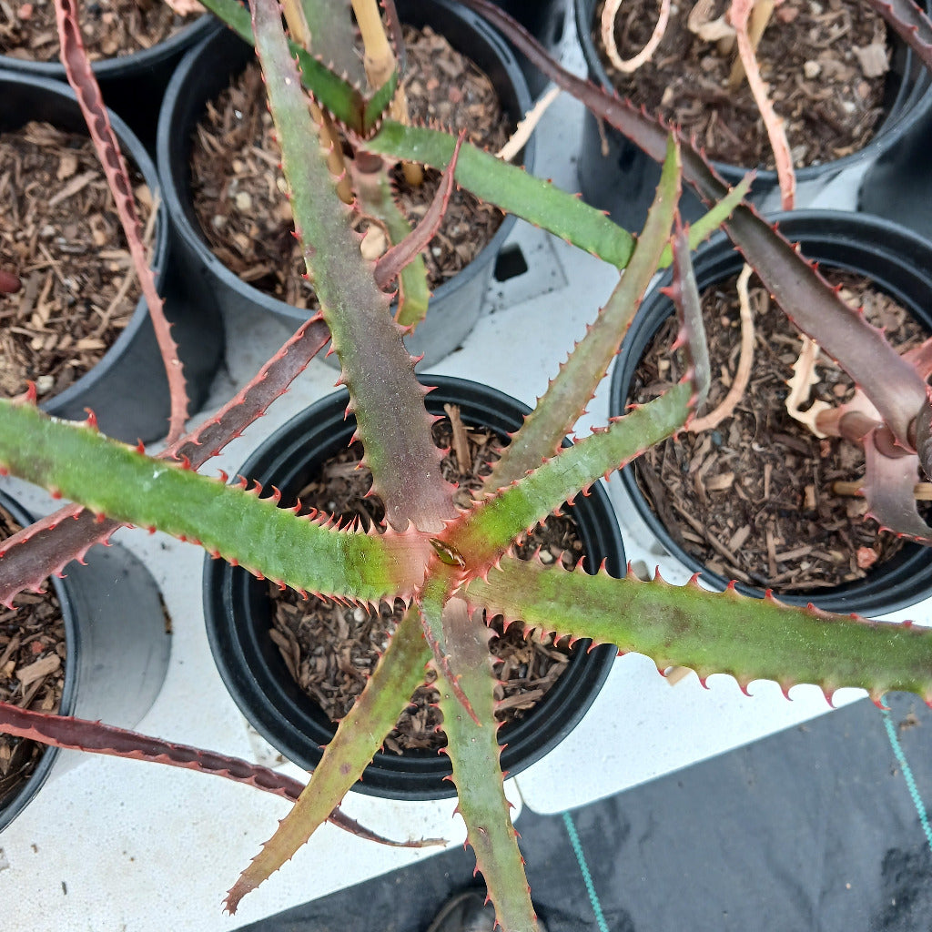 Aloe africana in 1ga nursery pot