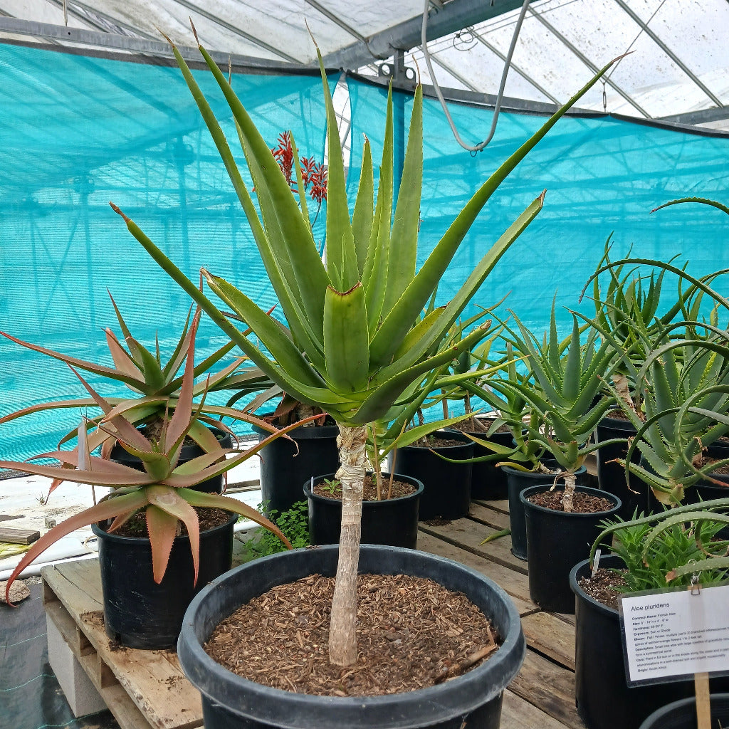 Aloe rivierei
