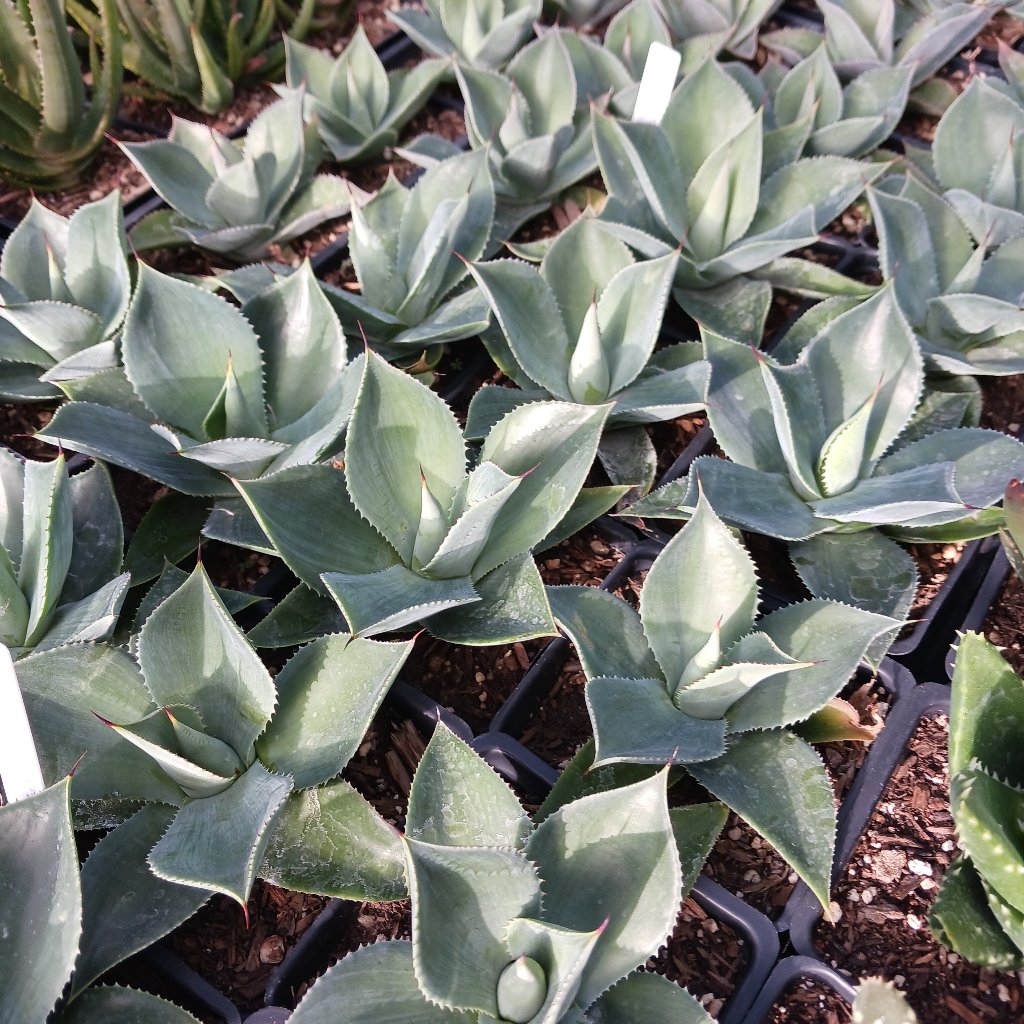 Several Agave potatorum x isthmenis in 4 inch containers