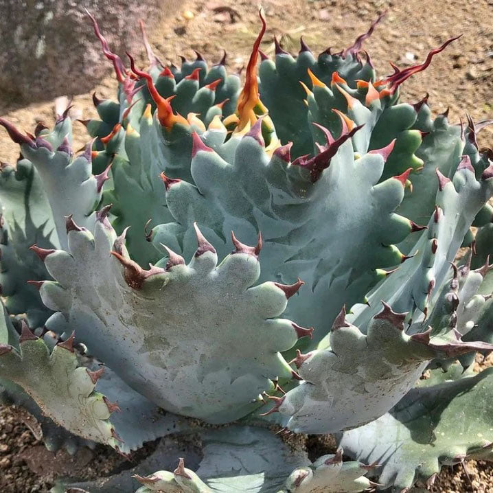 Mature Agave potatorum x isthmenis in landscape