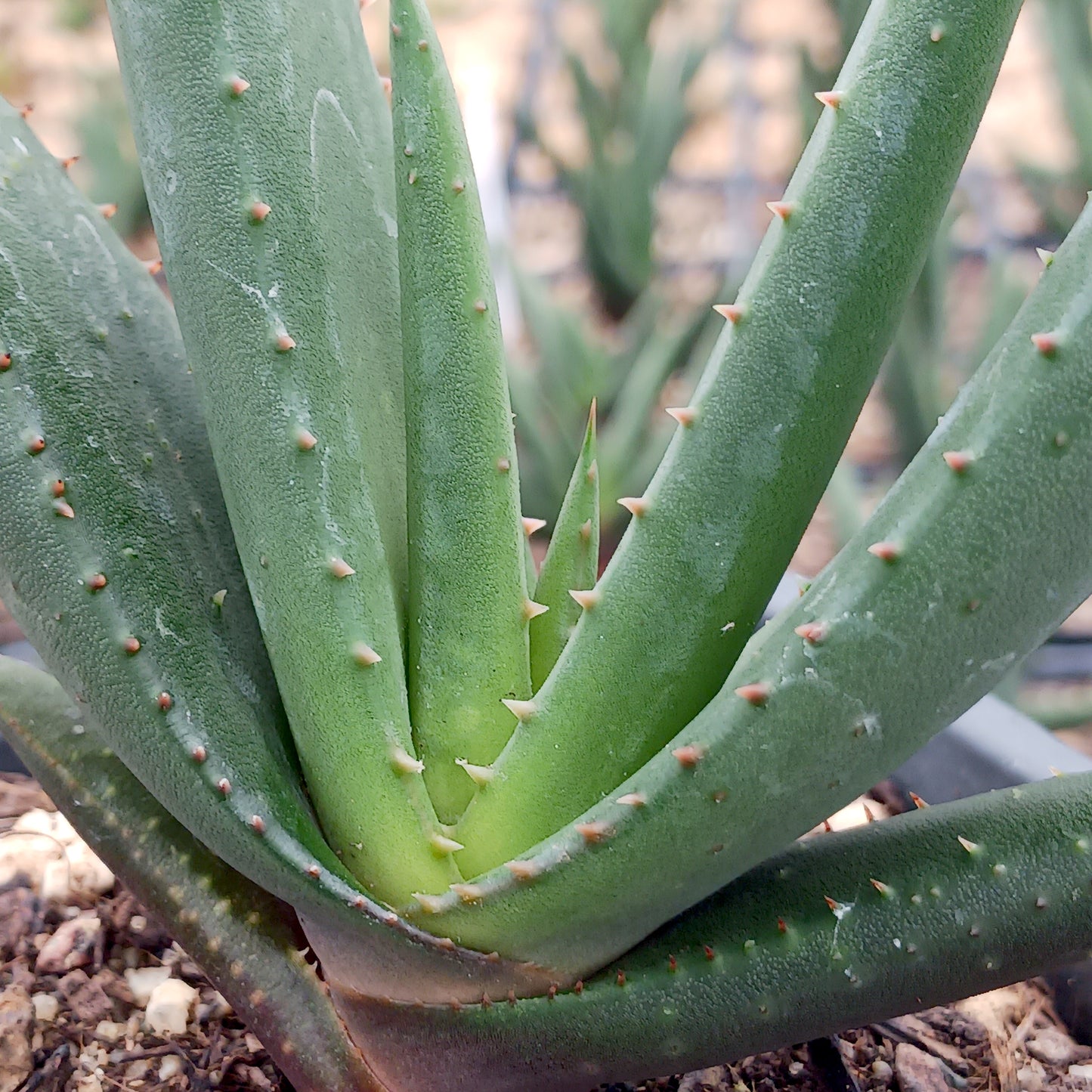 Aloe wickensii - 4in