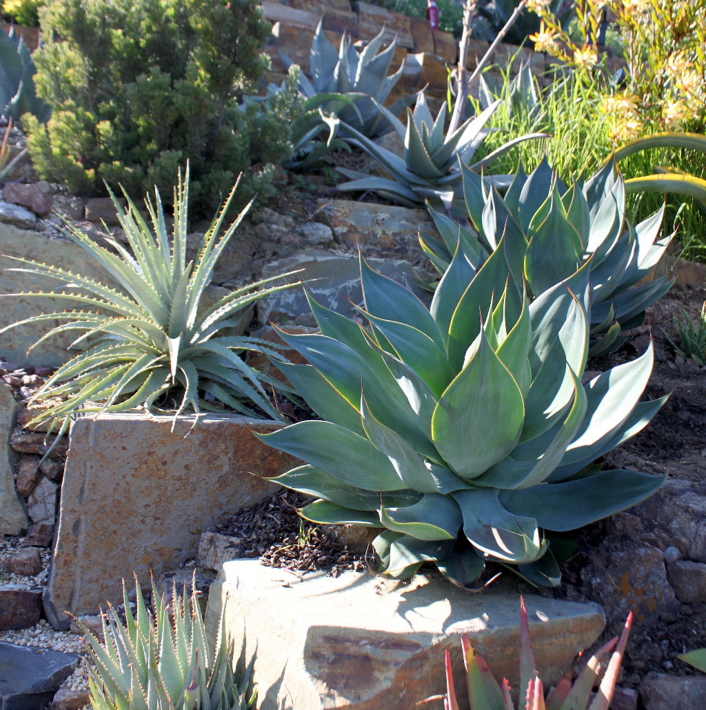 Agave "Blue Flame" growing on hillside