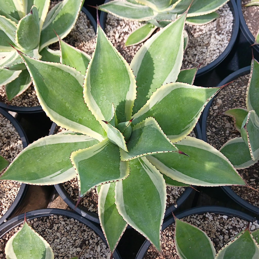 Agave celsii "Multicolor" - 3ga