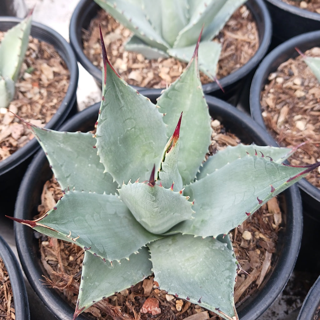 Agave sebastiana