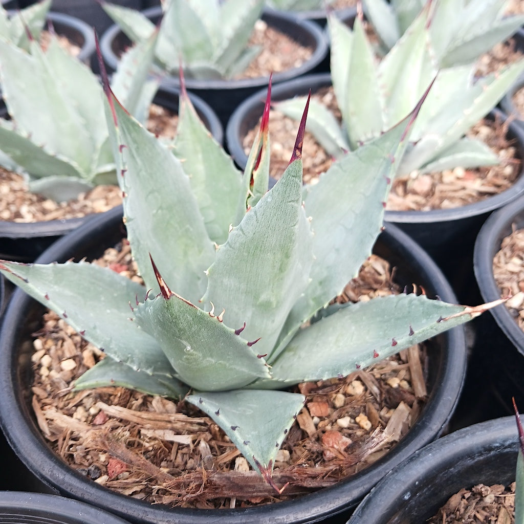Agave sebastiana