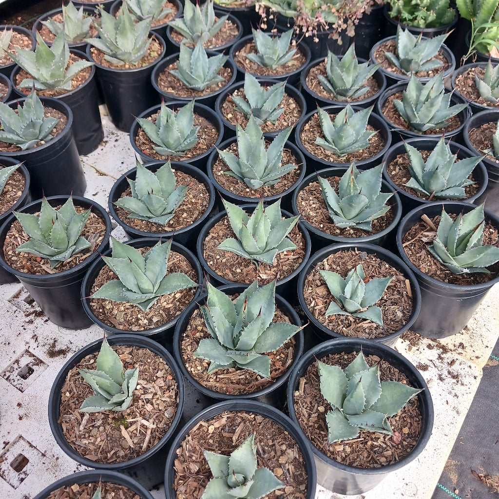 Agave sebastiana