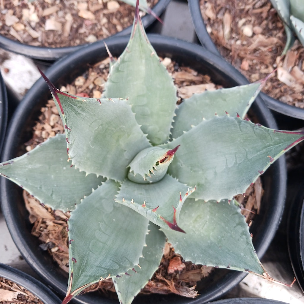 Agave sebastiana