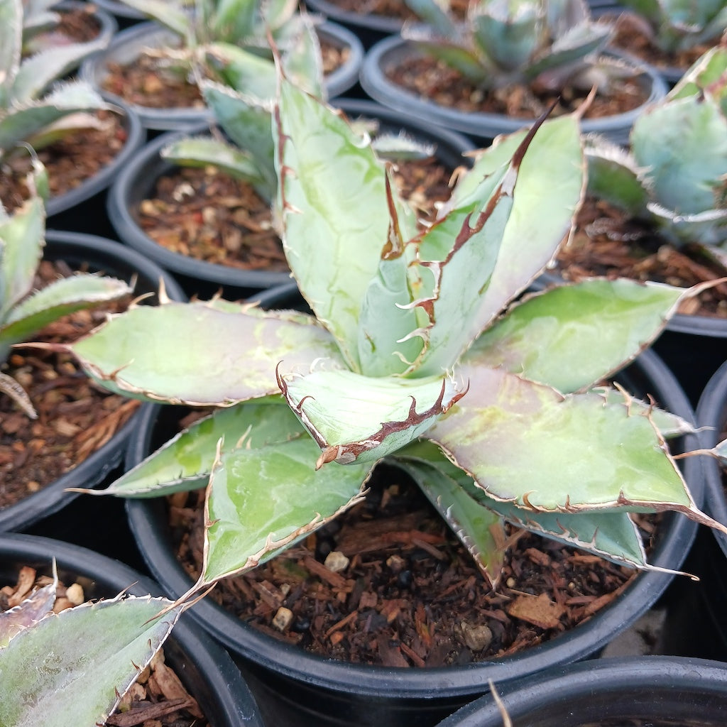 Agave titanota "Black and Blue" - 1ga