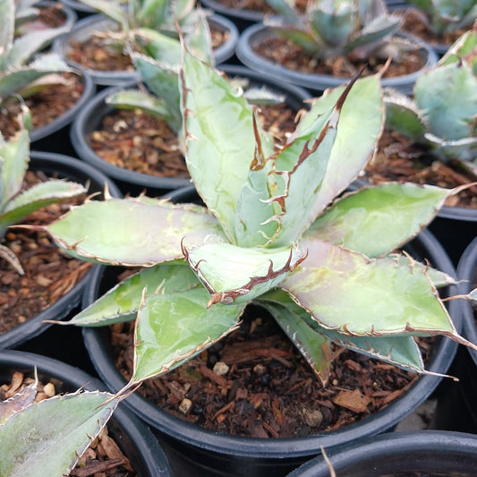 Agave titanota "Black and Blue" - 1ga
