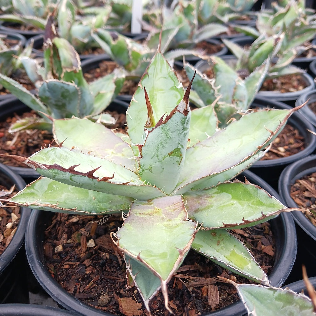 Agave titanota "Black and Blue" - 1ga
