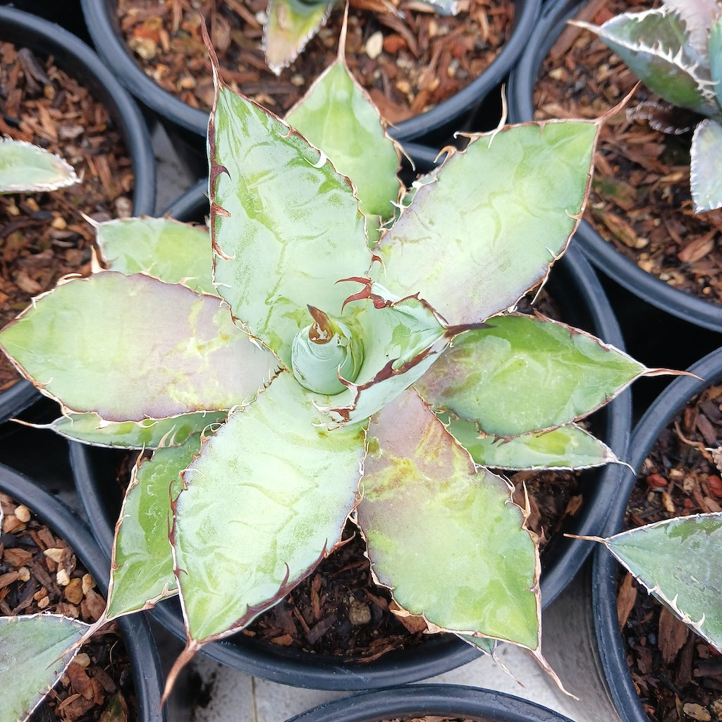 Agave titanota "Black and Blue" - 1ga