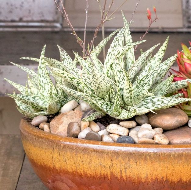 Aloe Guido in pot