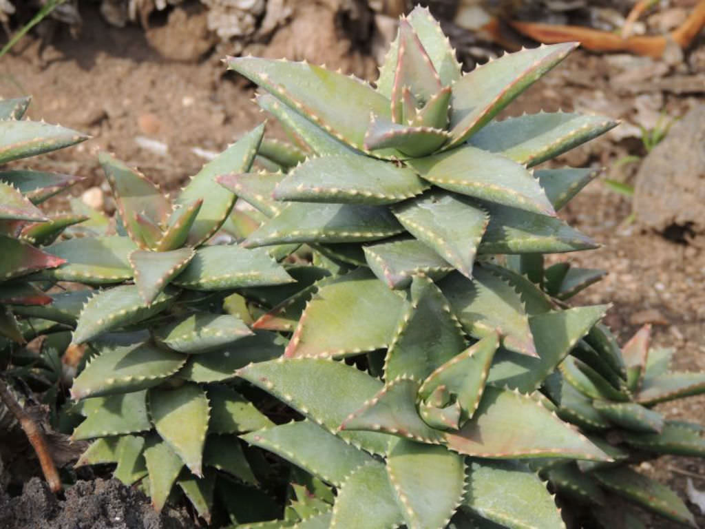 Aloe "Hellskloof Bells" - 2ga