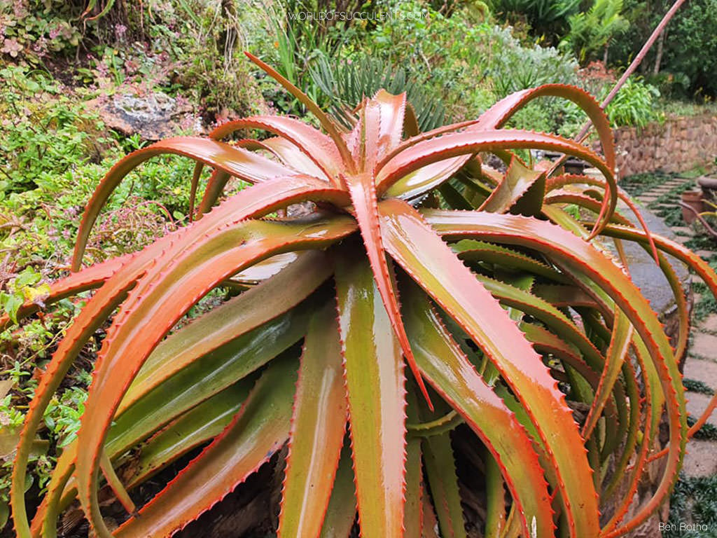 Aloe decurva - 1ga