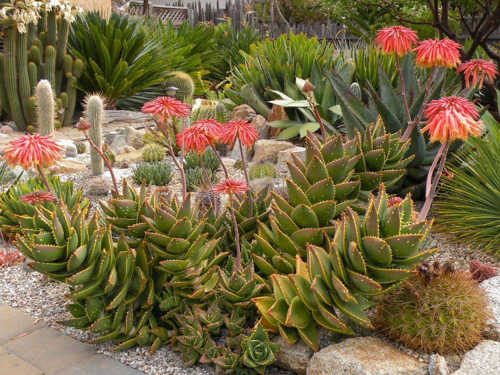 Aloe distans