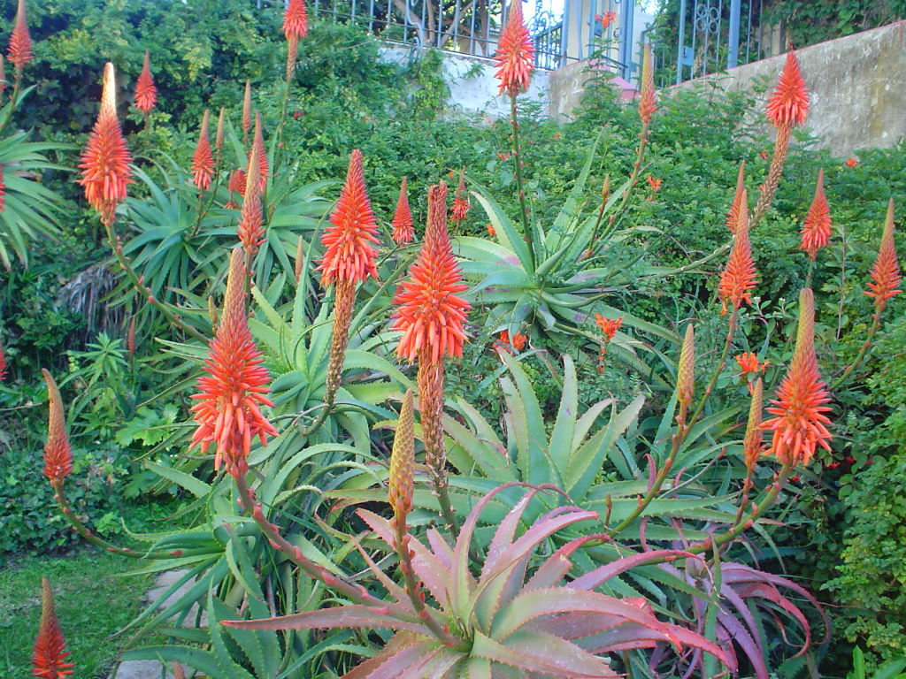 Aloe succotrina - 5ga