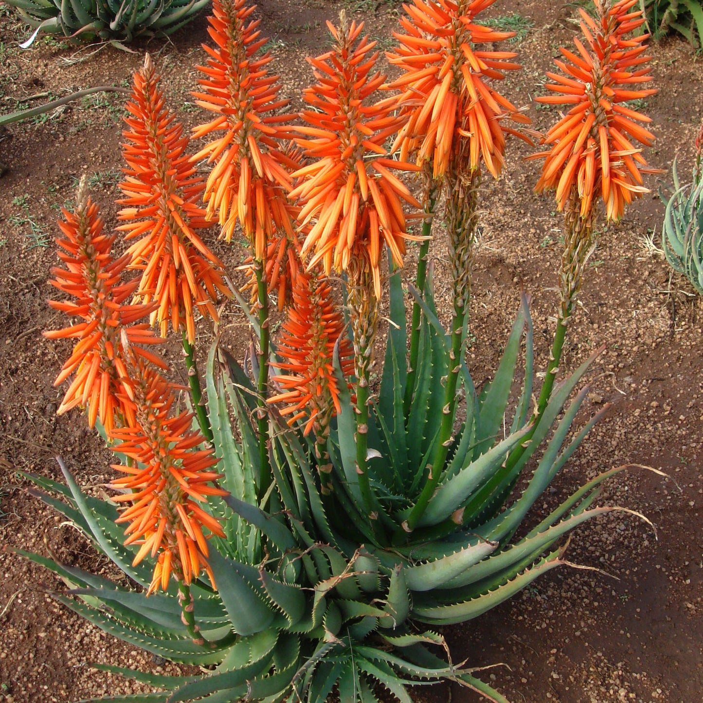 Aloe Safari Orange - plug