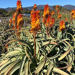 Aloe "Birds and Bees"