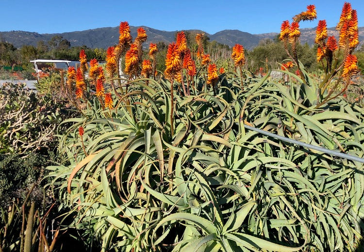 Aloe 'Birds and Bees'