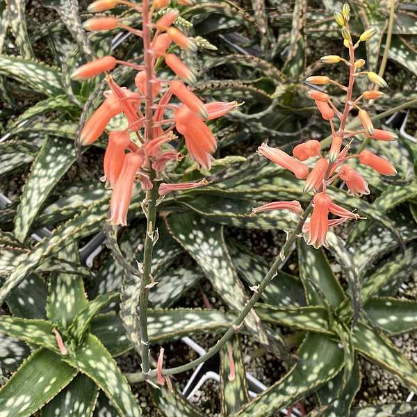 Aloe 'Brown Betty'