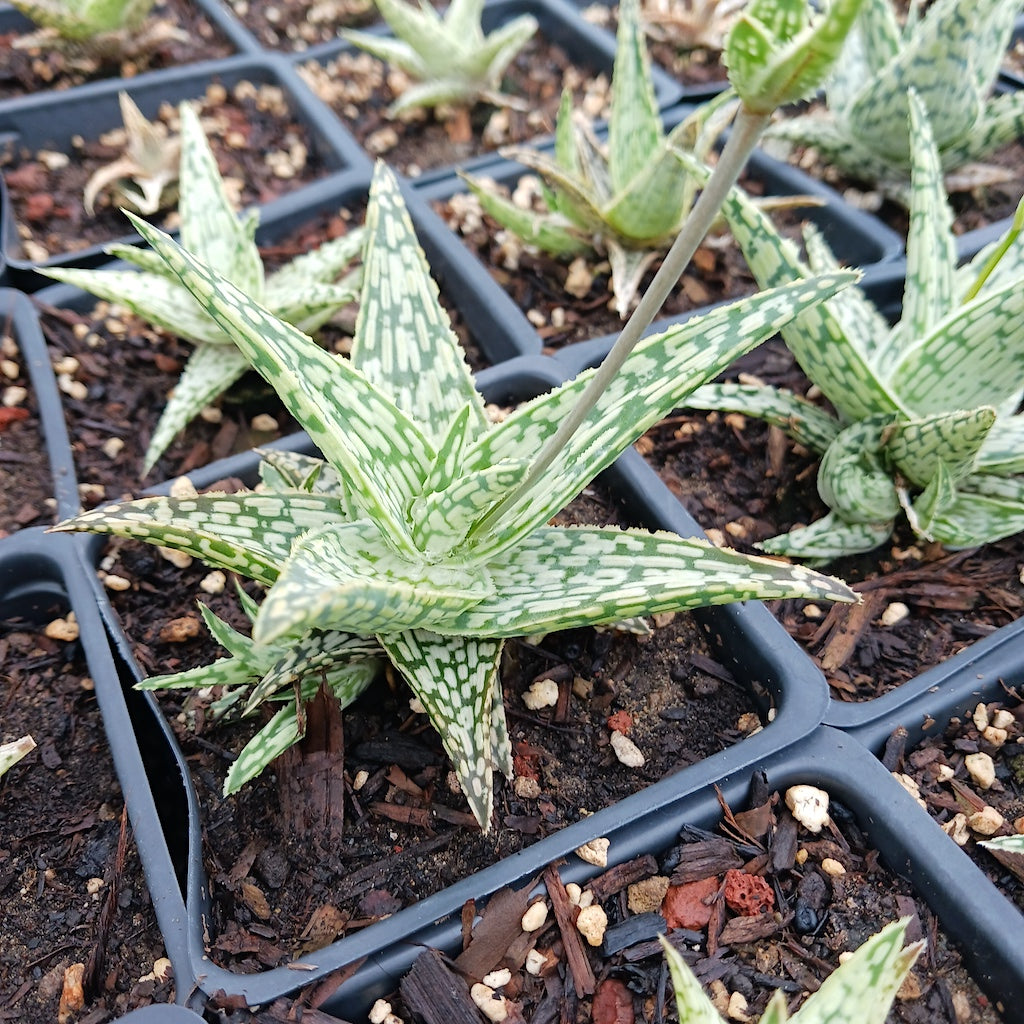 Aloe Guido