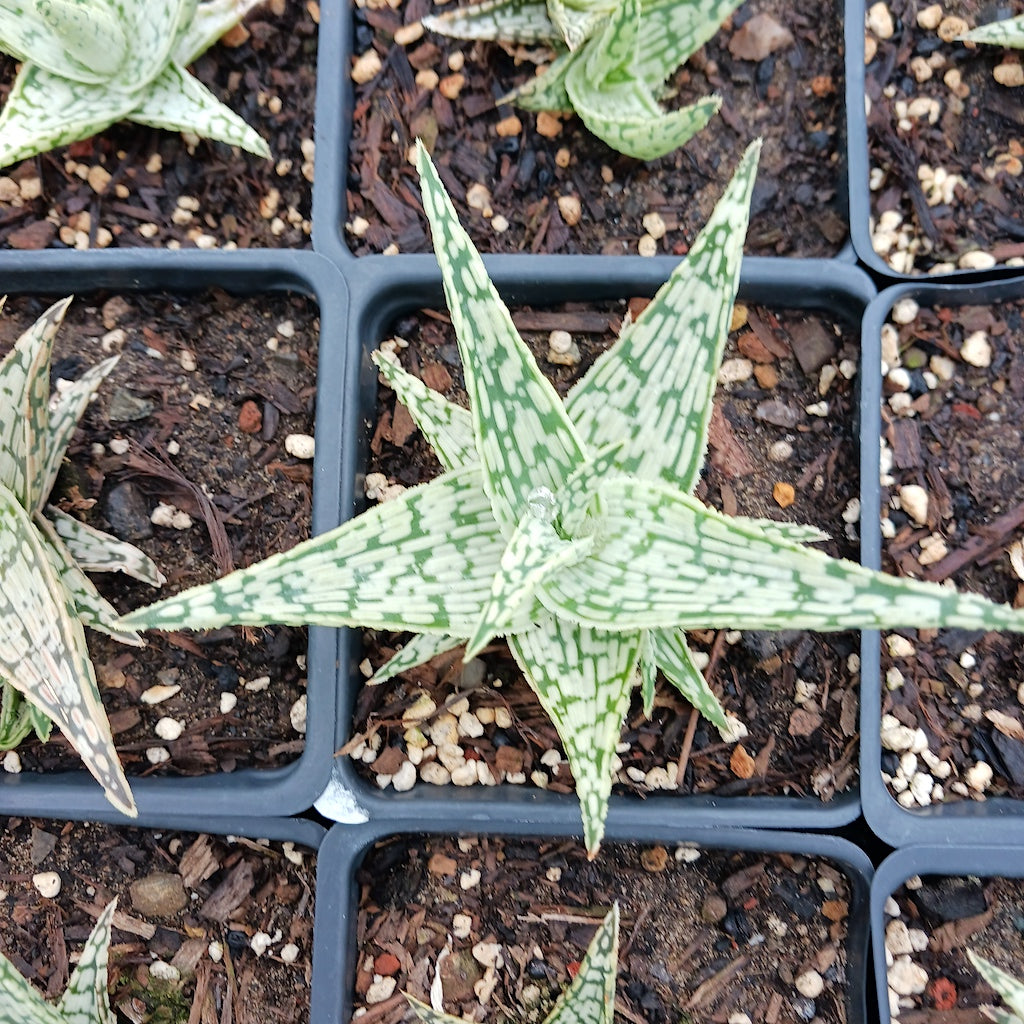Aloe Guido