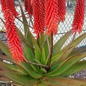 Aloe "Superman" blooming