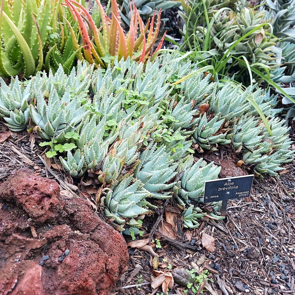 colony of Aloe brevifolia used as a ground cover plant at the Huntington Botanical Gardens