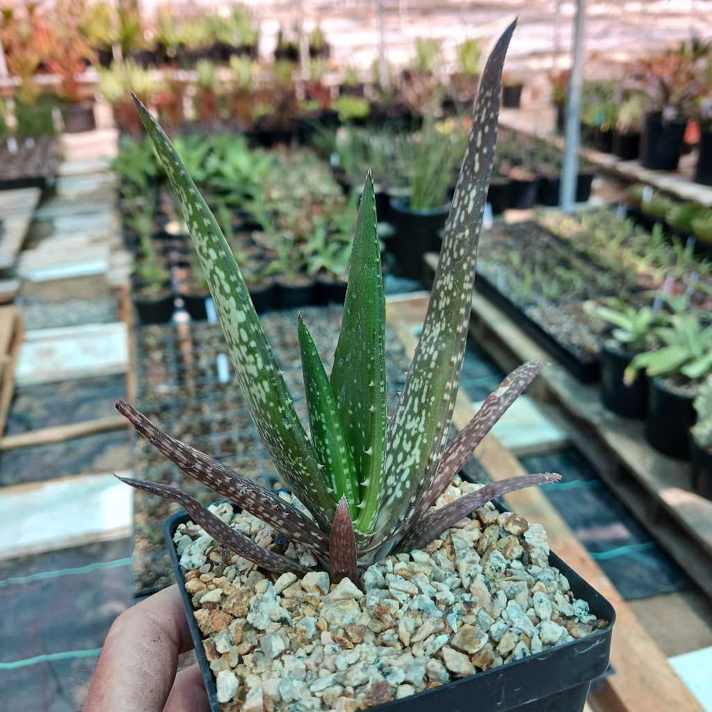 A young Aloe chabaudii Orange Burst in 4 in nursery container