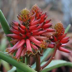 Aloe eminens "Koko Crater" flower