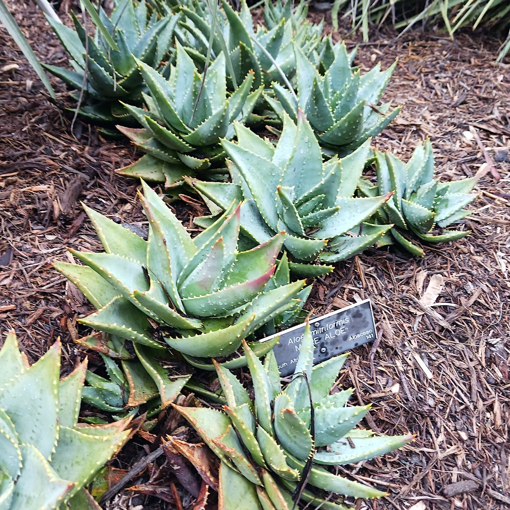 Aloe mitriformis at the Huntington Botanical Gardens on a rainy day