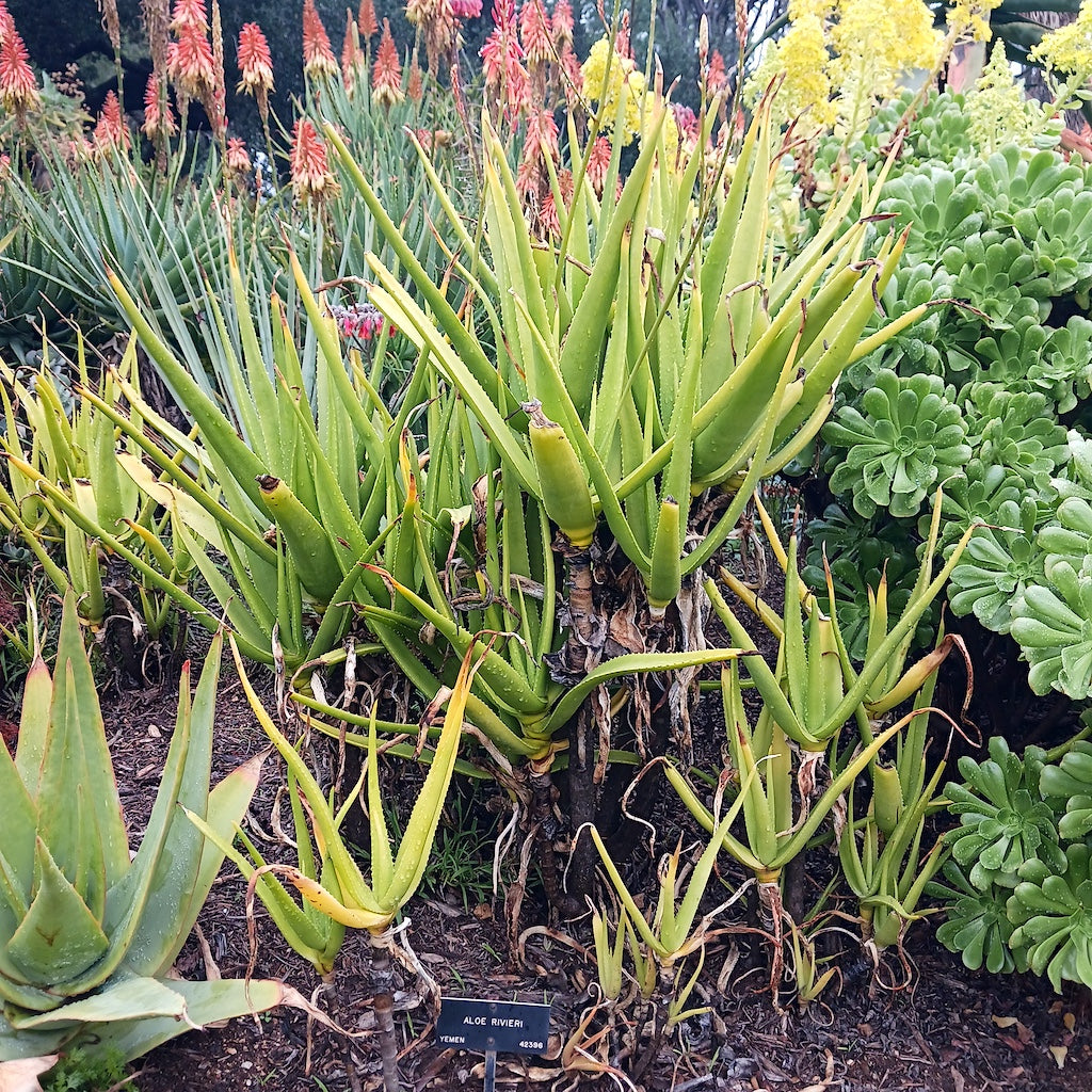 Aloe rivierei at the Huntington Botanical Gardens