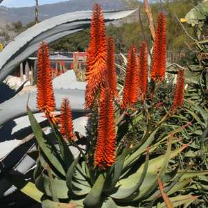 Aloe salm-dyckiana
