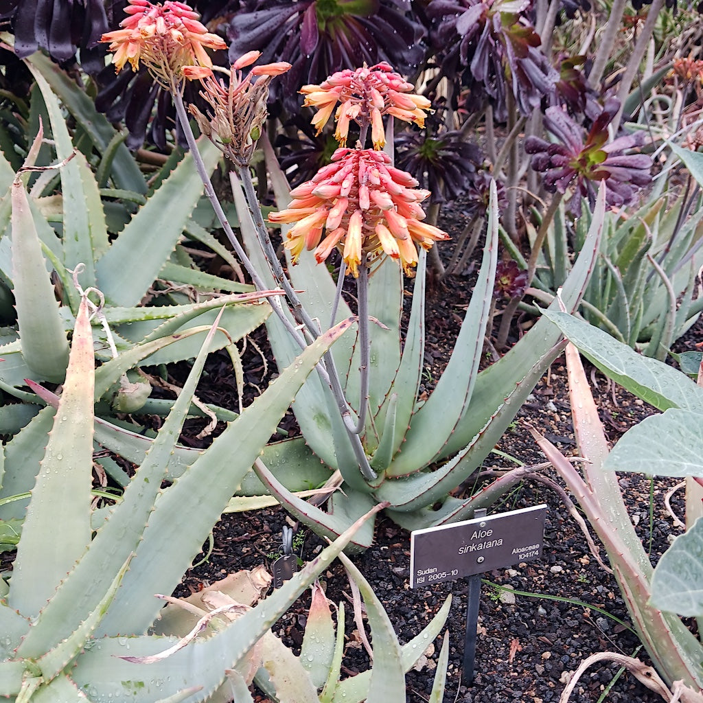 Aloe sinkatana in flower at the Huntington Botanical Gardens