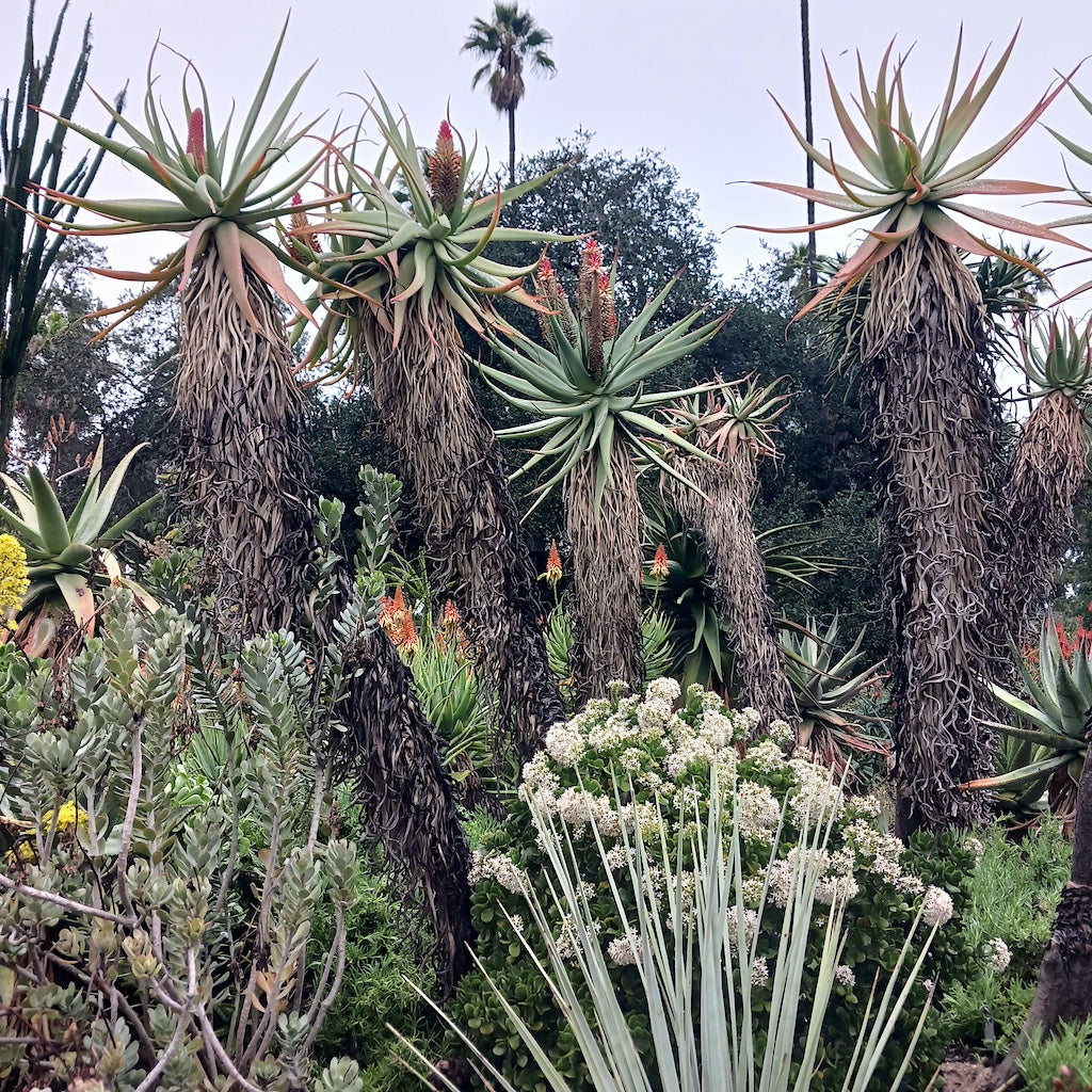 Aloe speciosa trees at the Huntington Botanical Gardens on a rainy day