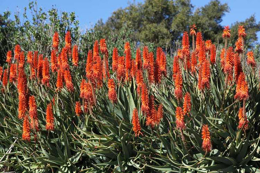 Aloe salm-dyckiana