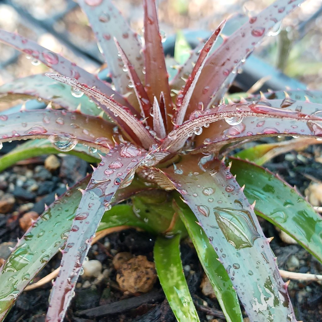 burgundy ice succulent Dyckia "Burgandy Ice"
