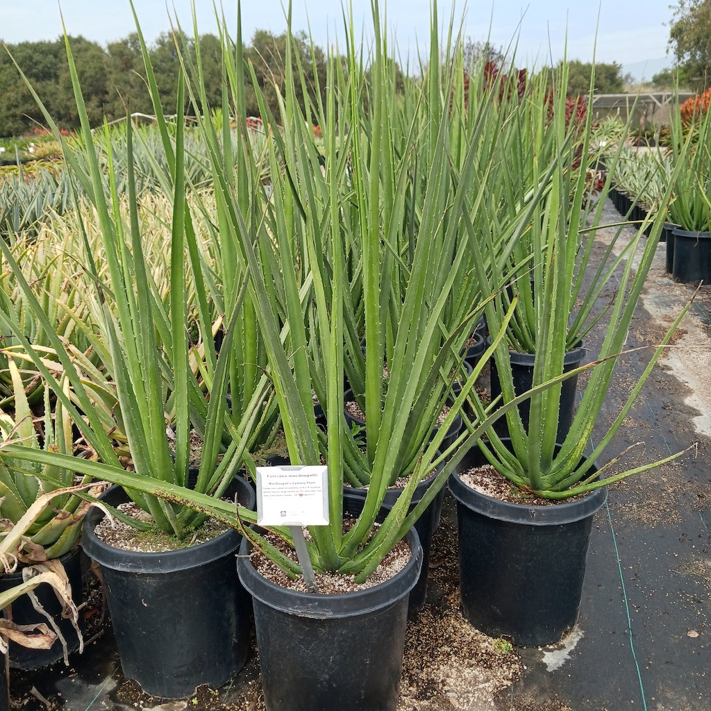 Furcraea macdougalii in 5ga container